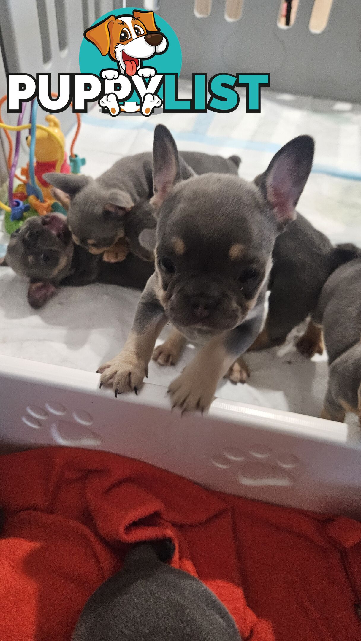 ** Adorable Purebred French Bulldog Puppies for Sale!**