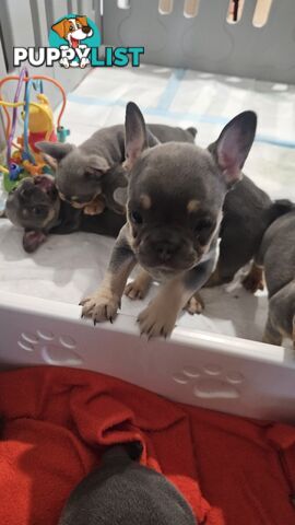 ** Adorable Purebred French Bulldog Puppies for Sale!**