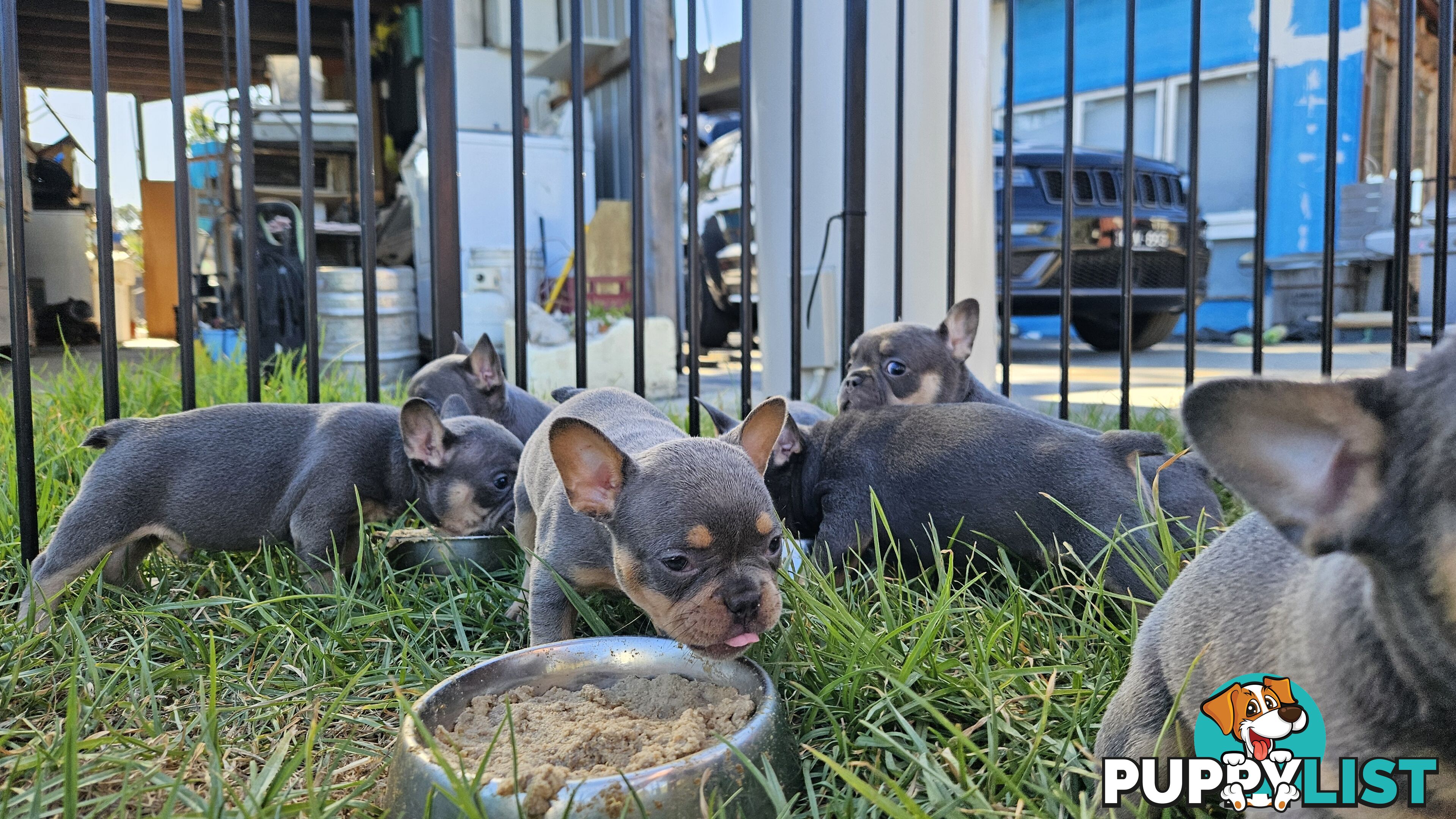 ** Adorable Purebred French Bulldog Puppies for Sale!**