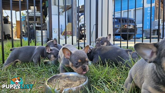 ** Adorable Purebred French Bulldog Puppies for Sale!**