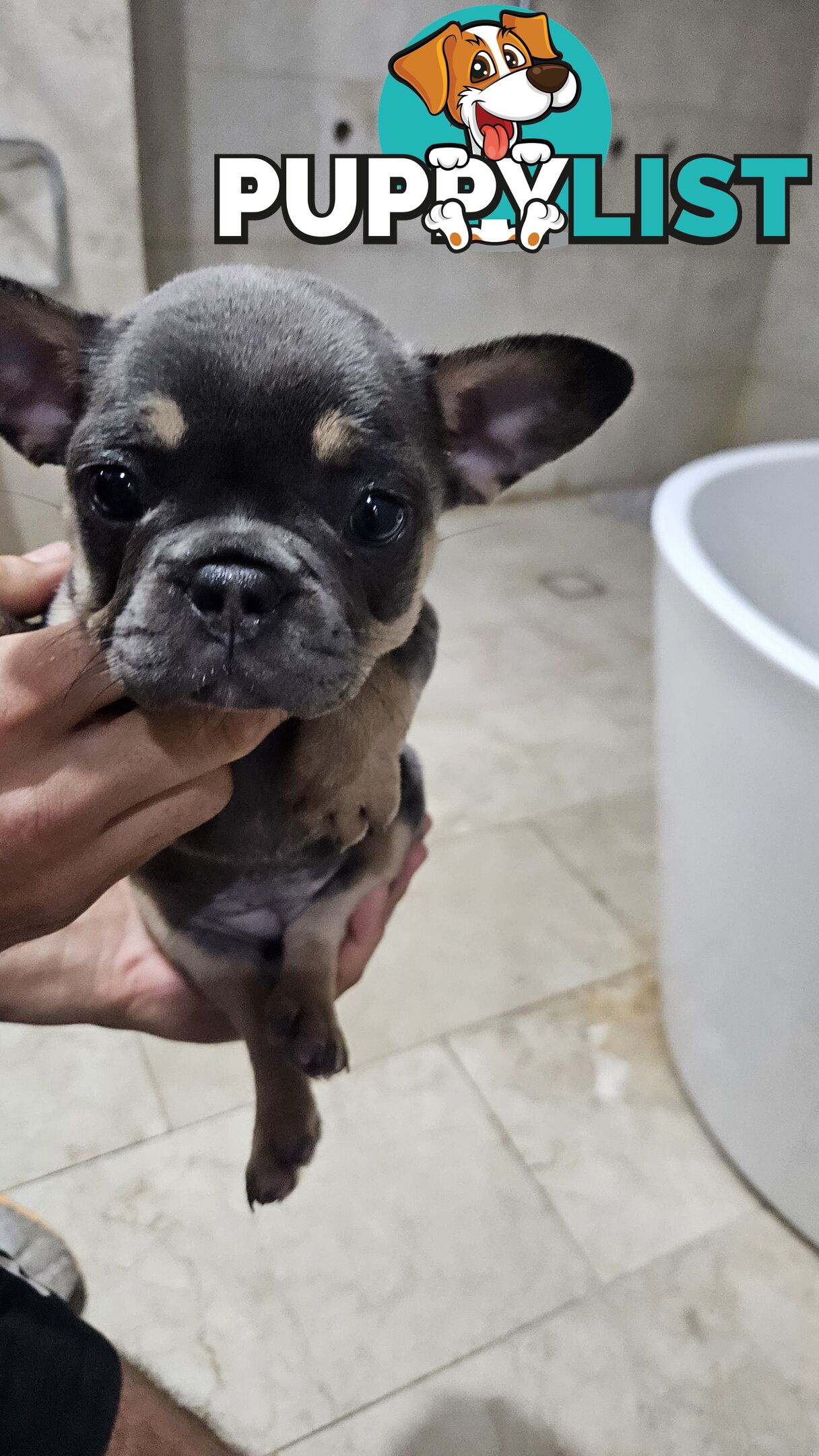 ** Adorable Purebred French Bulldog Puppies for Sale!**