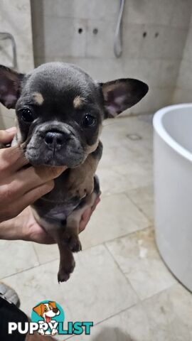 ** Adorable Purebred French Bulldog Puppies for Sale!**