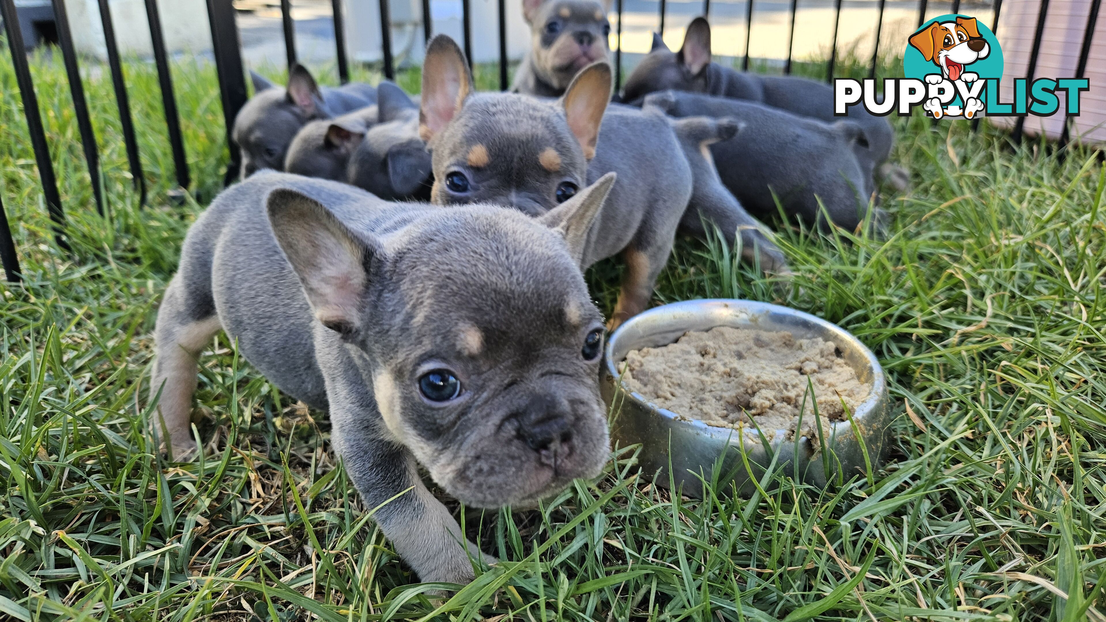 ** Adorable Purebred French Bulldog Puppies for Sale!**