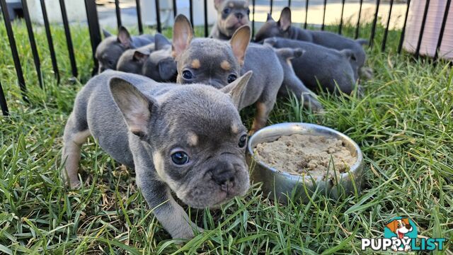 ** Adorable Purebred French Bulldog Puppies for Sale!**