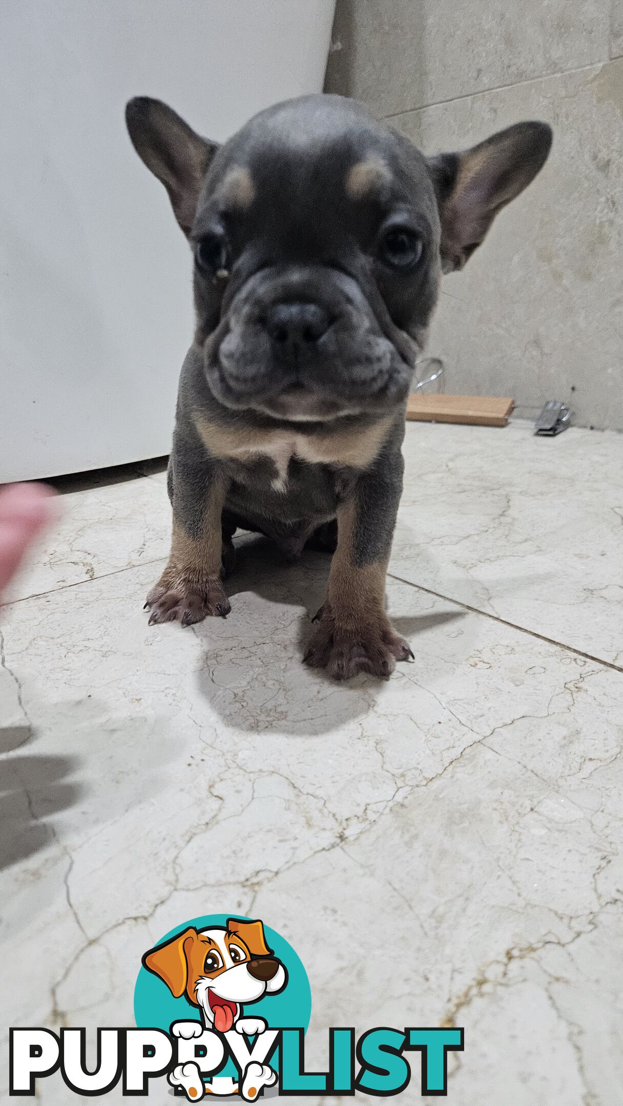 ** Adorable Purebred French Bulldog Puppies for Sale!**