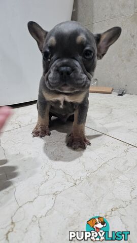 ** Adorable Purebred French Bulldog Puppies for Sale!**