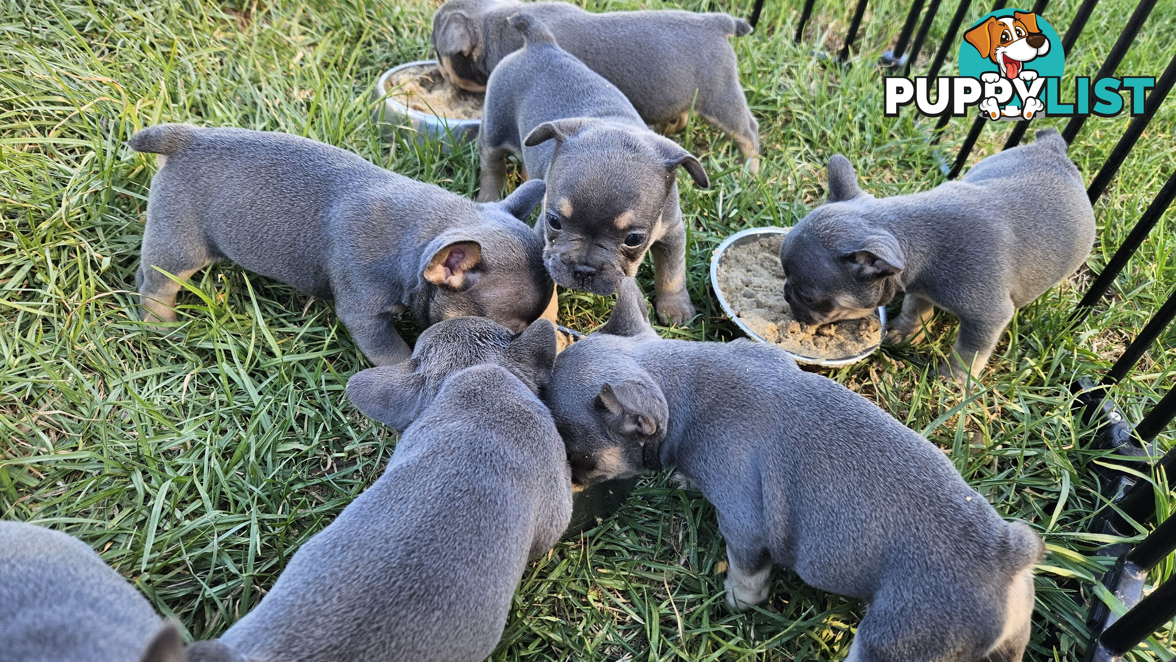 ** Adorable Purebred French Bulldog Puppies for Sale!**