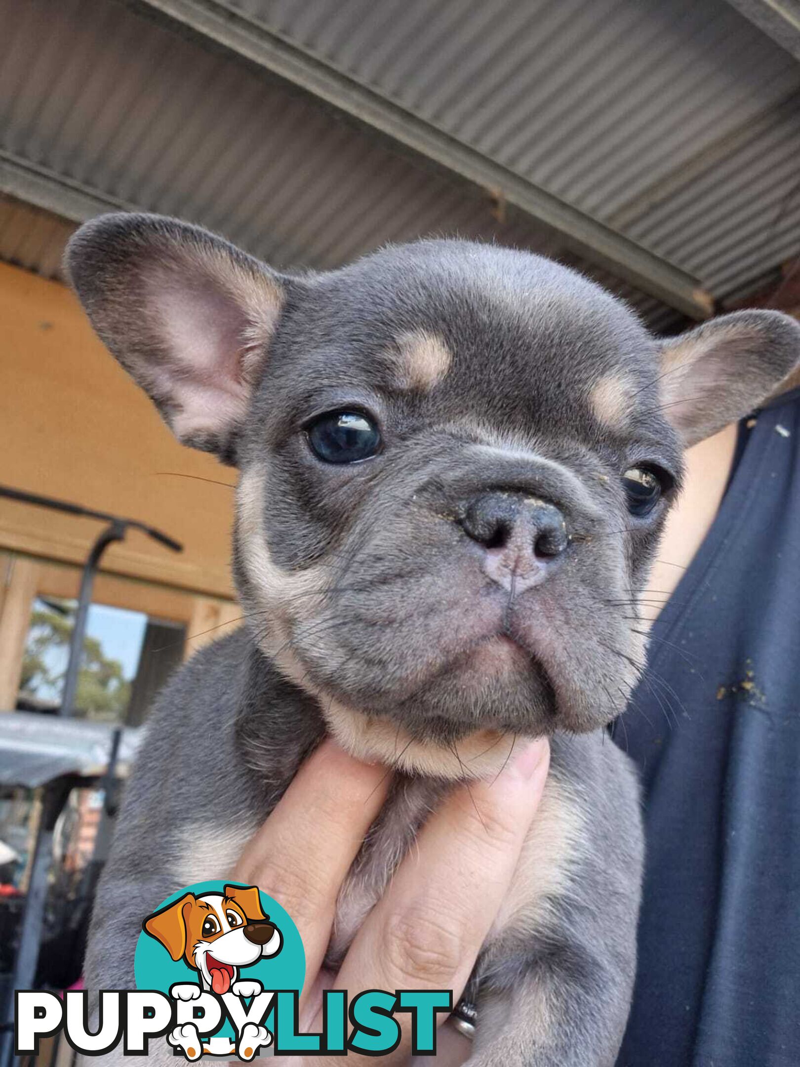 ** Adorable Purebred French Bulldog Puppies for Sale!**