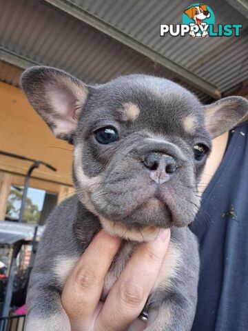 ** Adorable Purebred French Bulldog Puppies for Sale!**