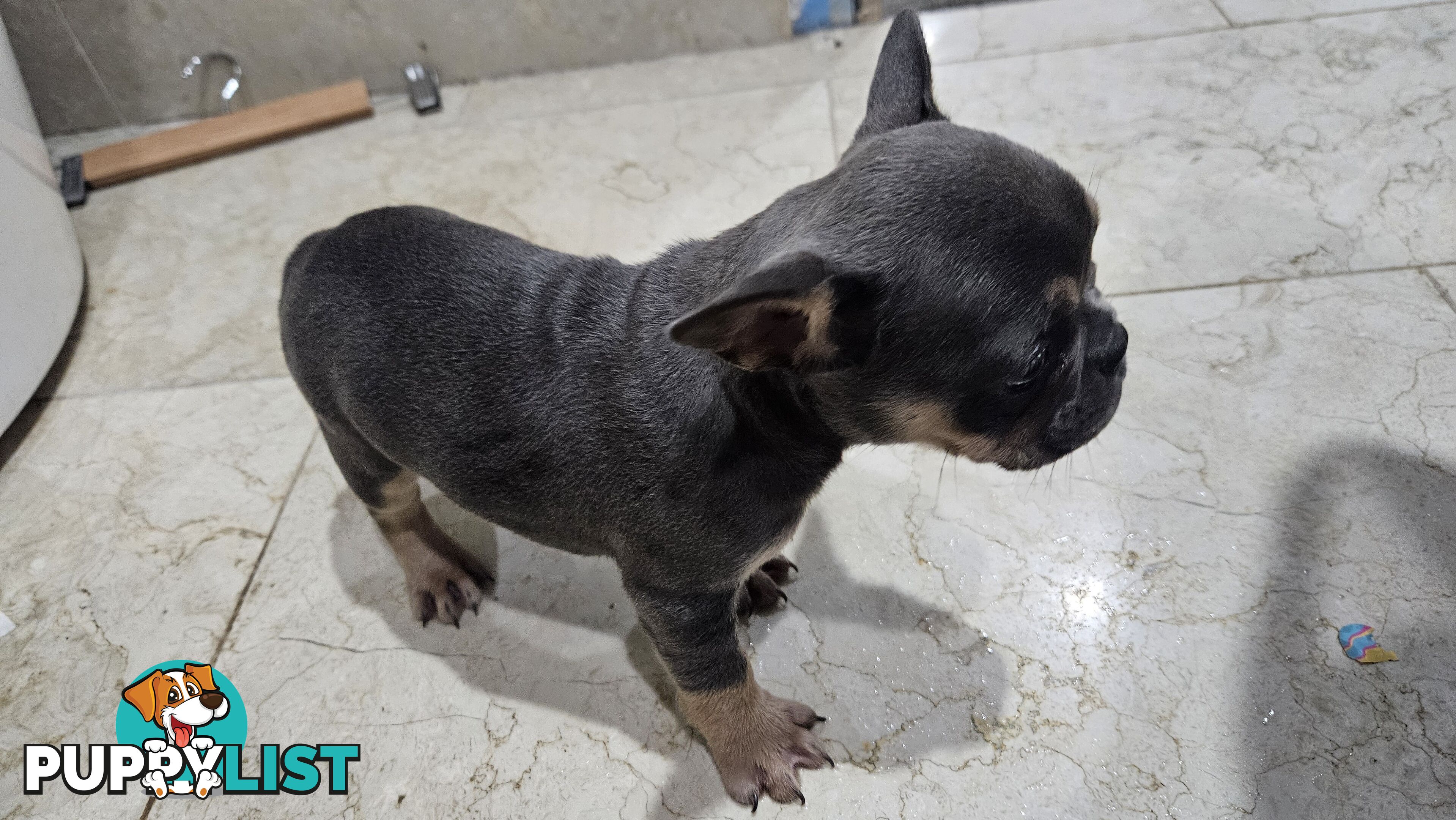 ** Adorable Purebred French Bulldog Puppies for Sale!**