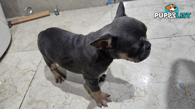 ** Adorable Purebred French Bulldog Puppies for Sale!**