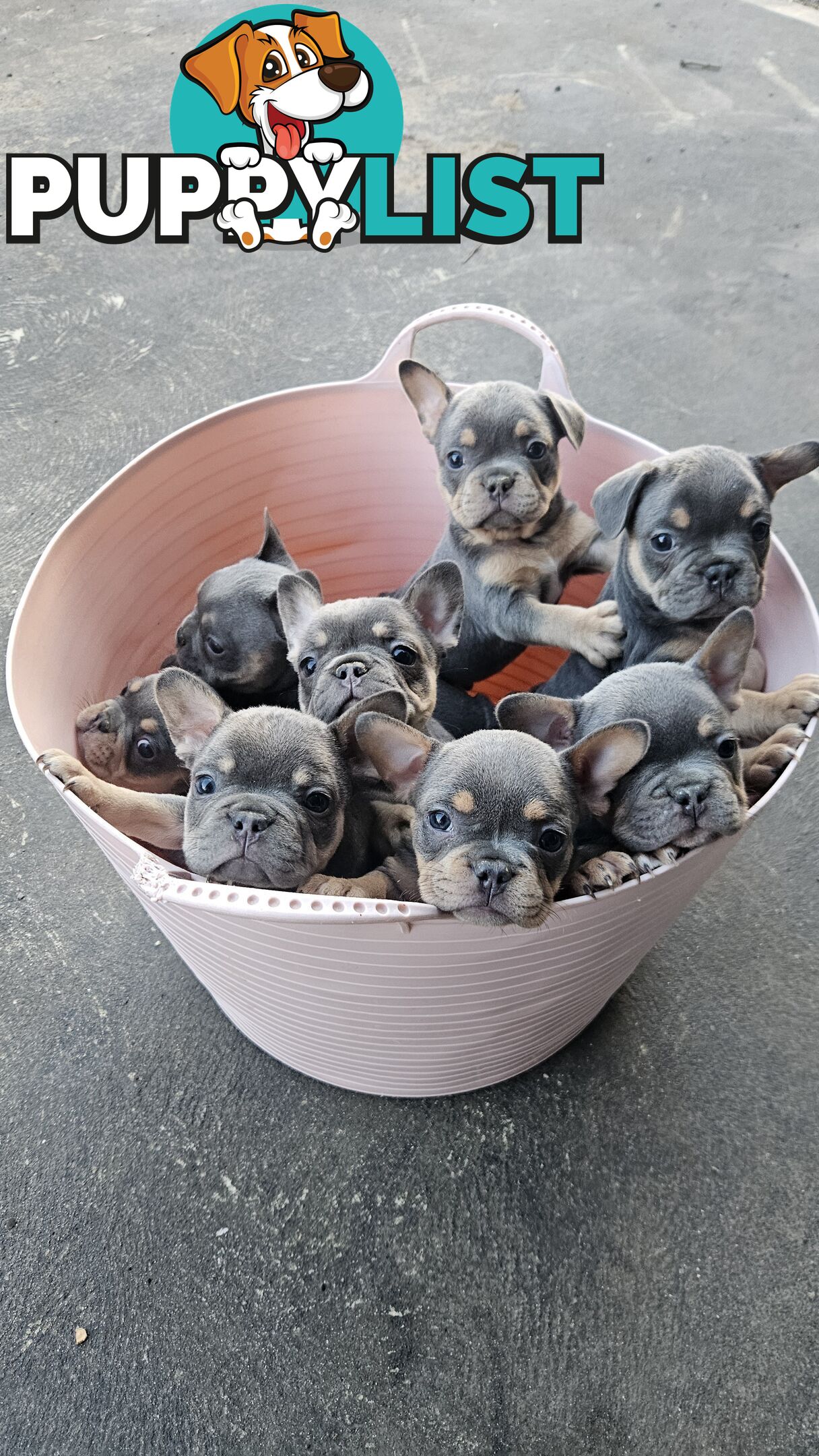 ** Adorable Purebred French Bulldog Puppies for Sale!**