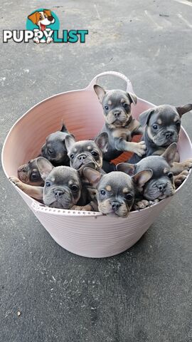 ** Adorable Purebred French Bulldog Puppies for Sale!**