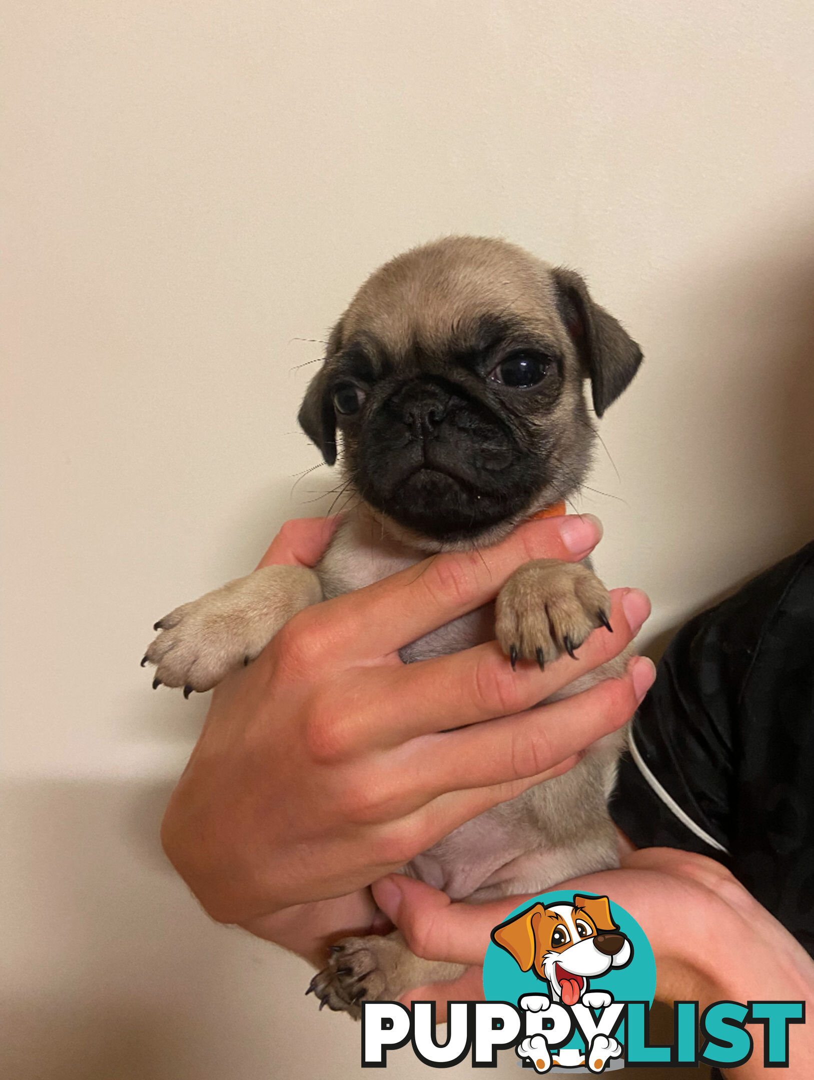 2 pug puppies for sale