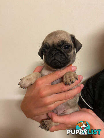 2 pug puppies for sale