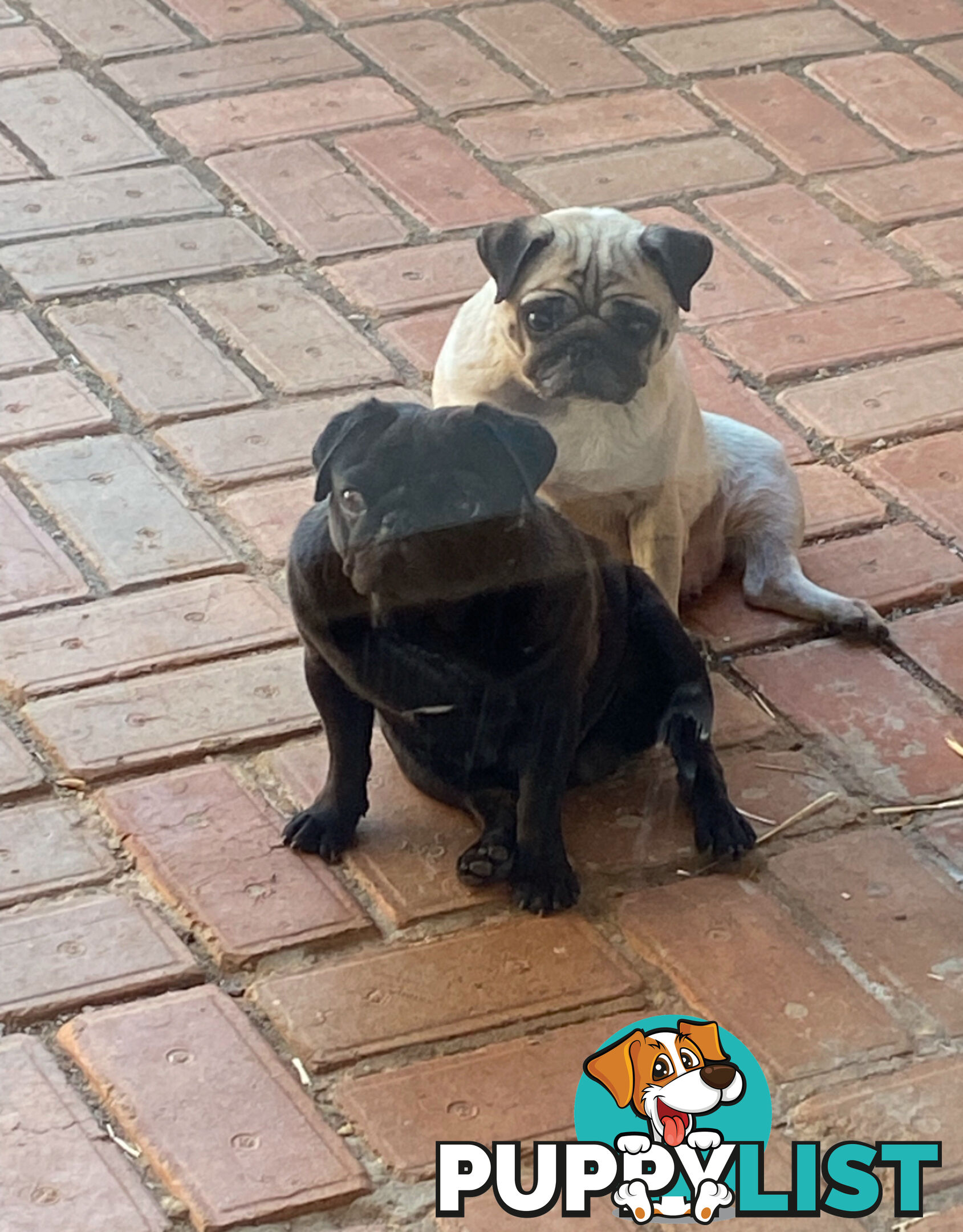 2 pug puppies for sale