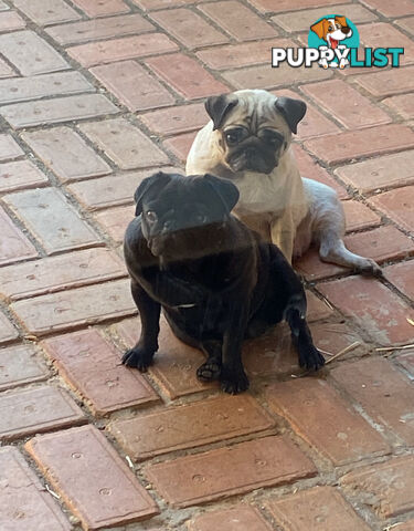 2 pug puppies for sale