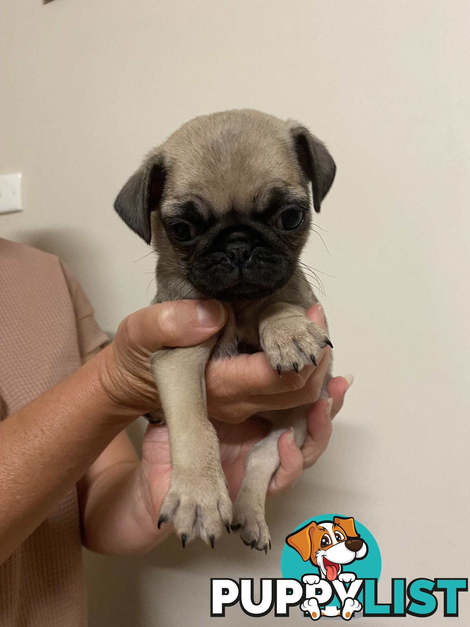 2 pug puppies for sale