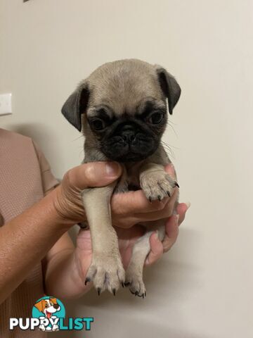 2 pug puppies for sale