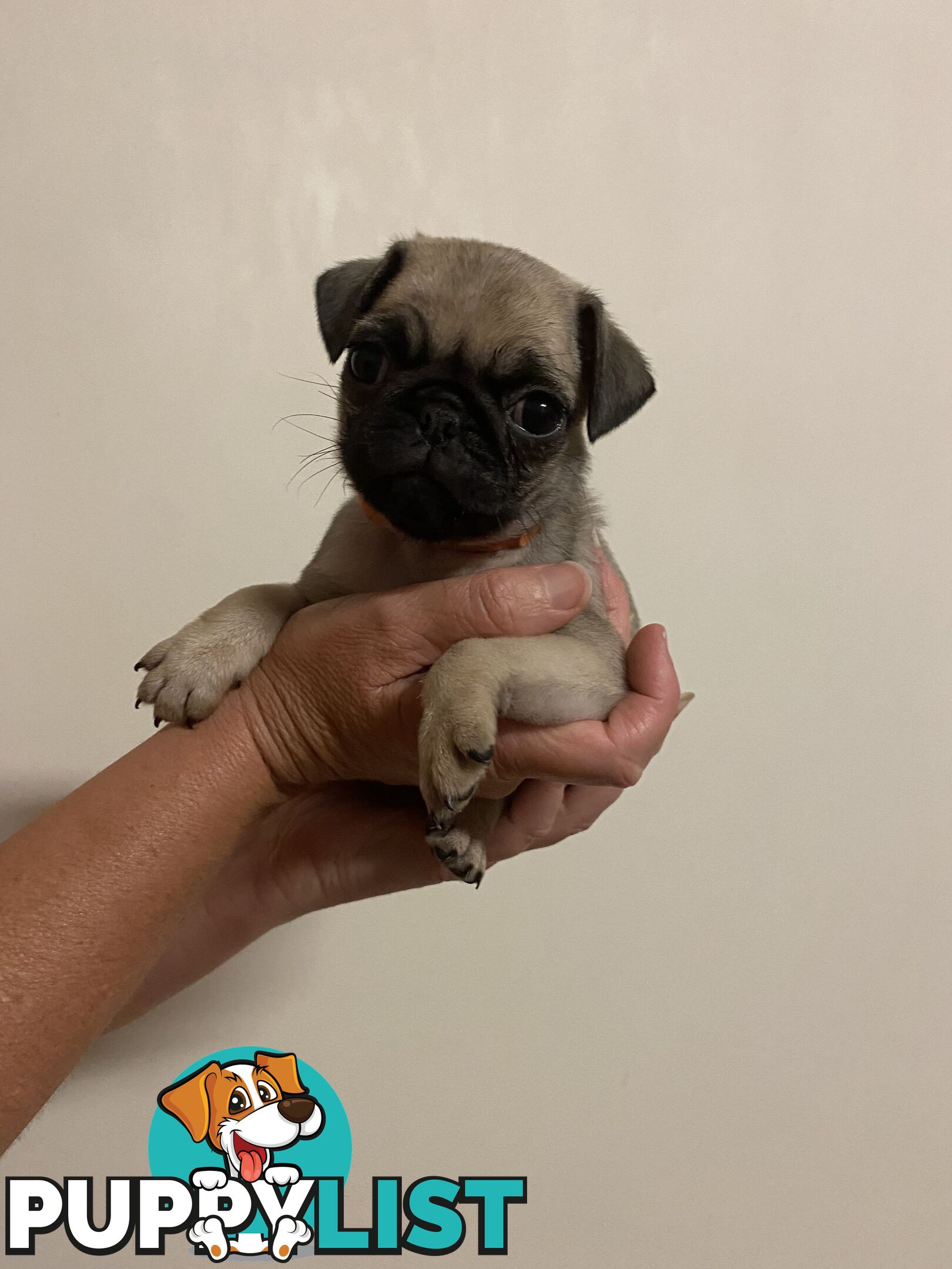 2 pug puppies for sale