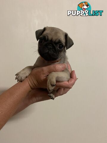 2 pug puppies for sale