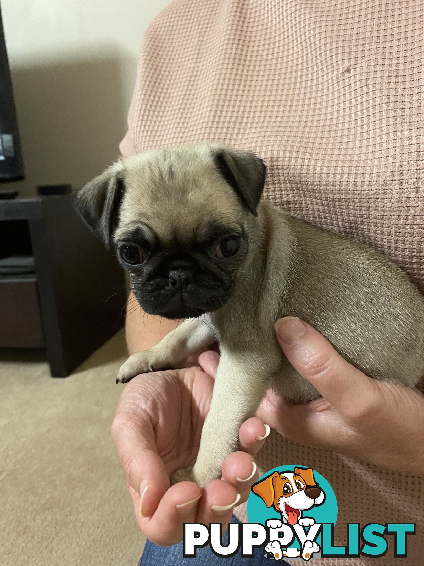 2 pug puppies for sale