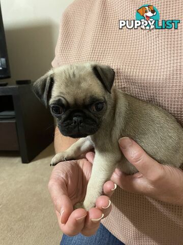 2 pug puppies for sale