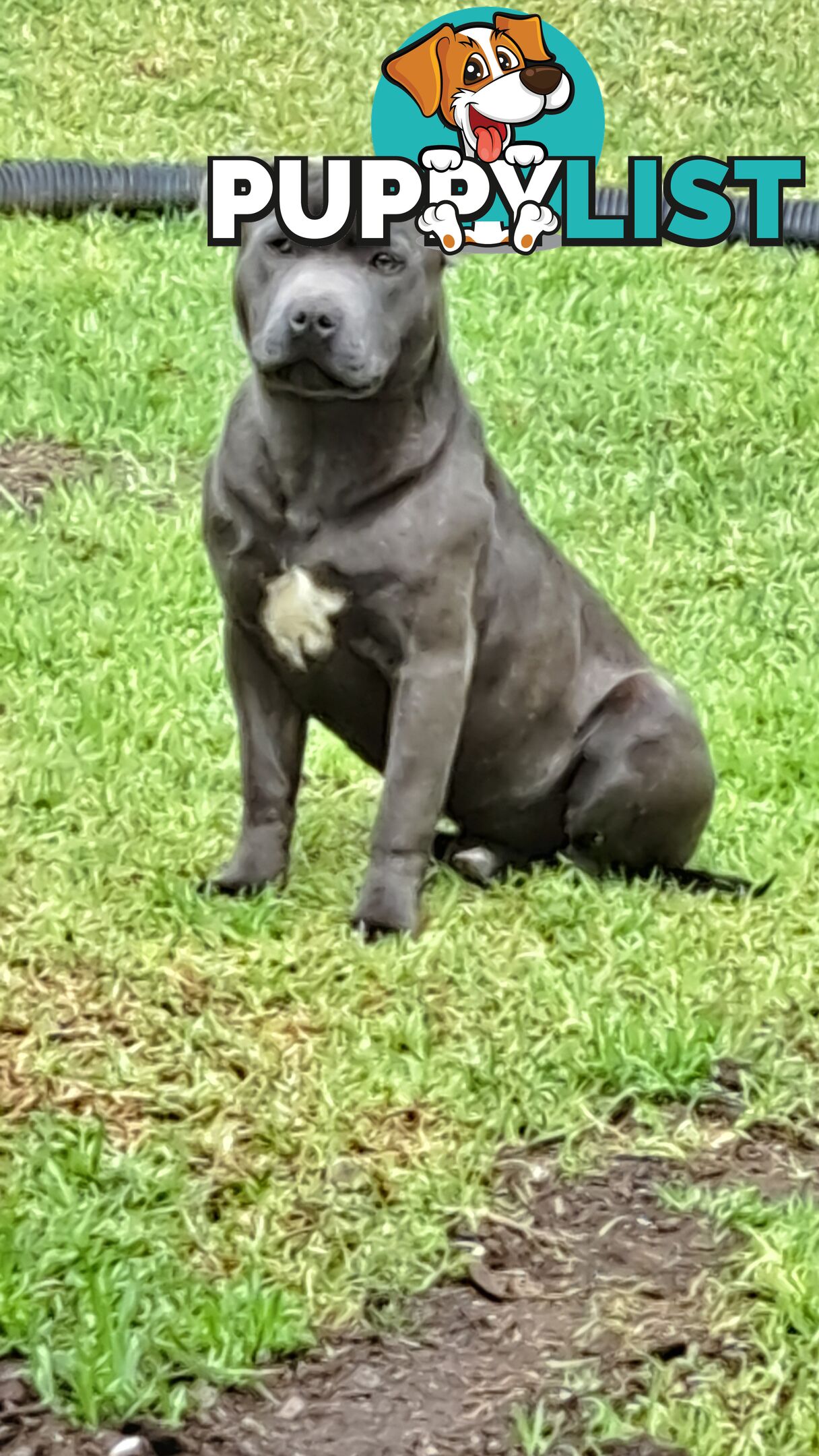 Blue english staffy puppies