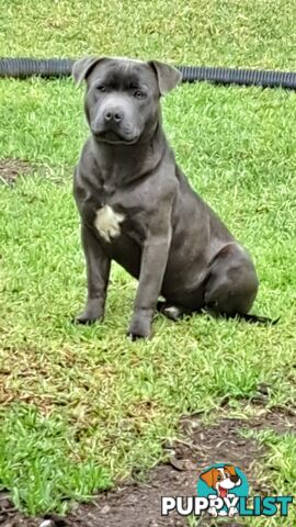 Blue english staffy puppies