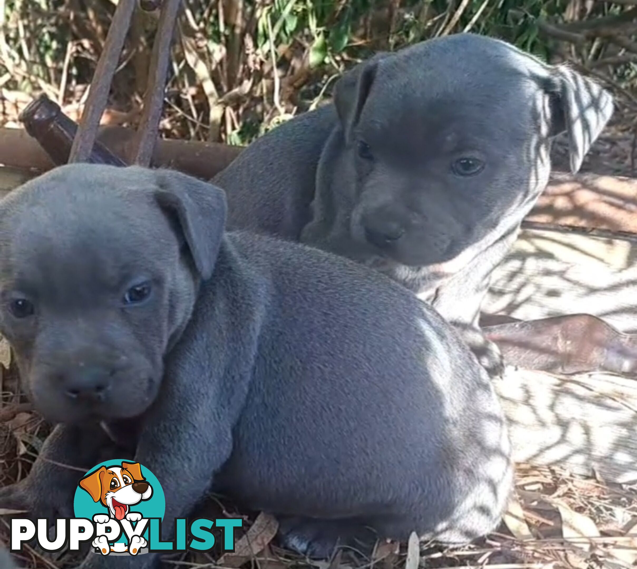 Blue english staffy puppies