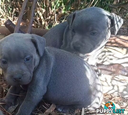 Blue english staffy puppies