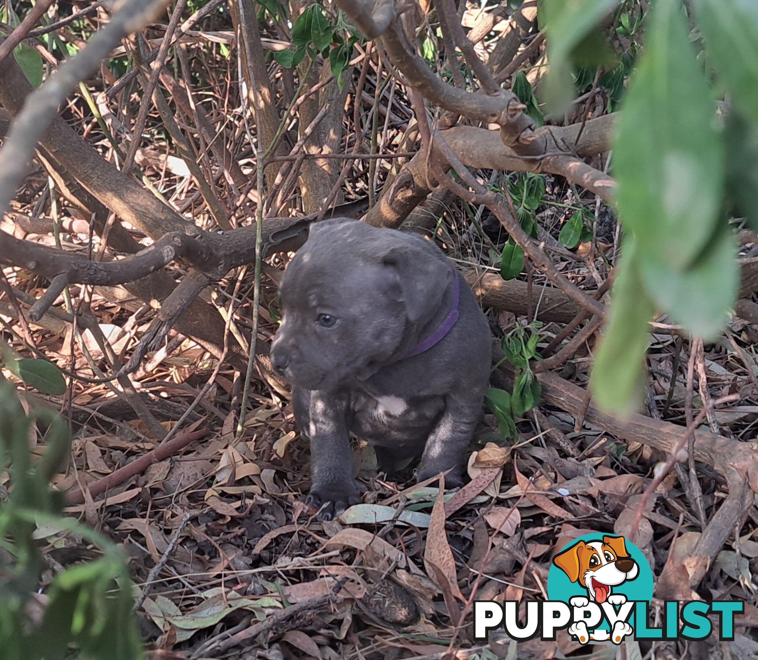 Blue english staffy puppies