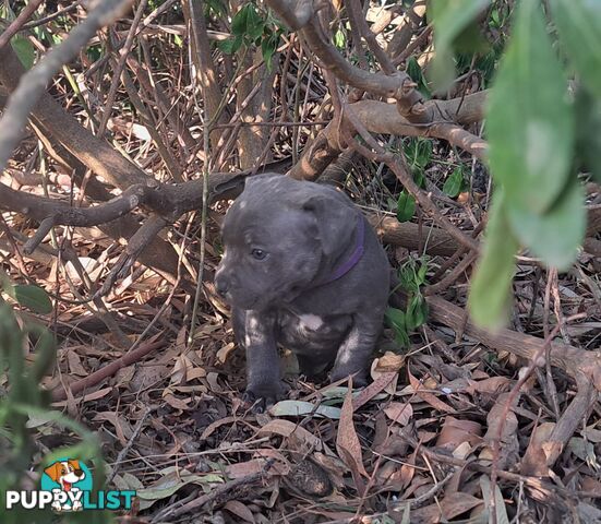 Blue english staffy puppies