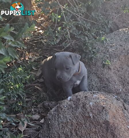 Blue english staffy puppies