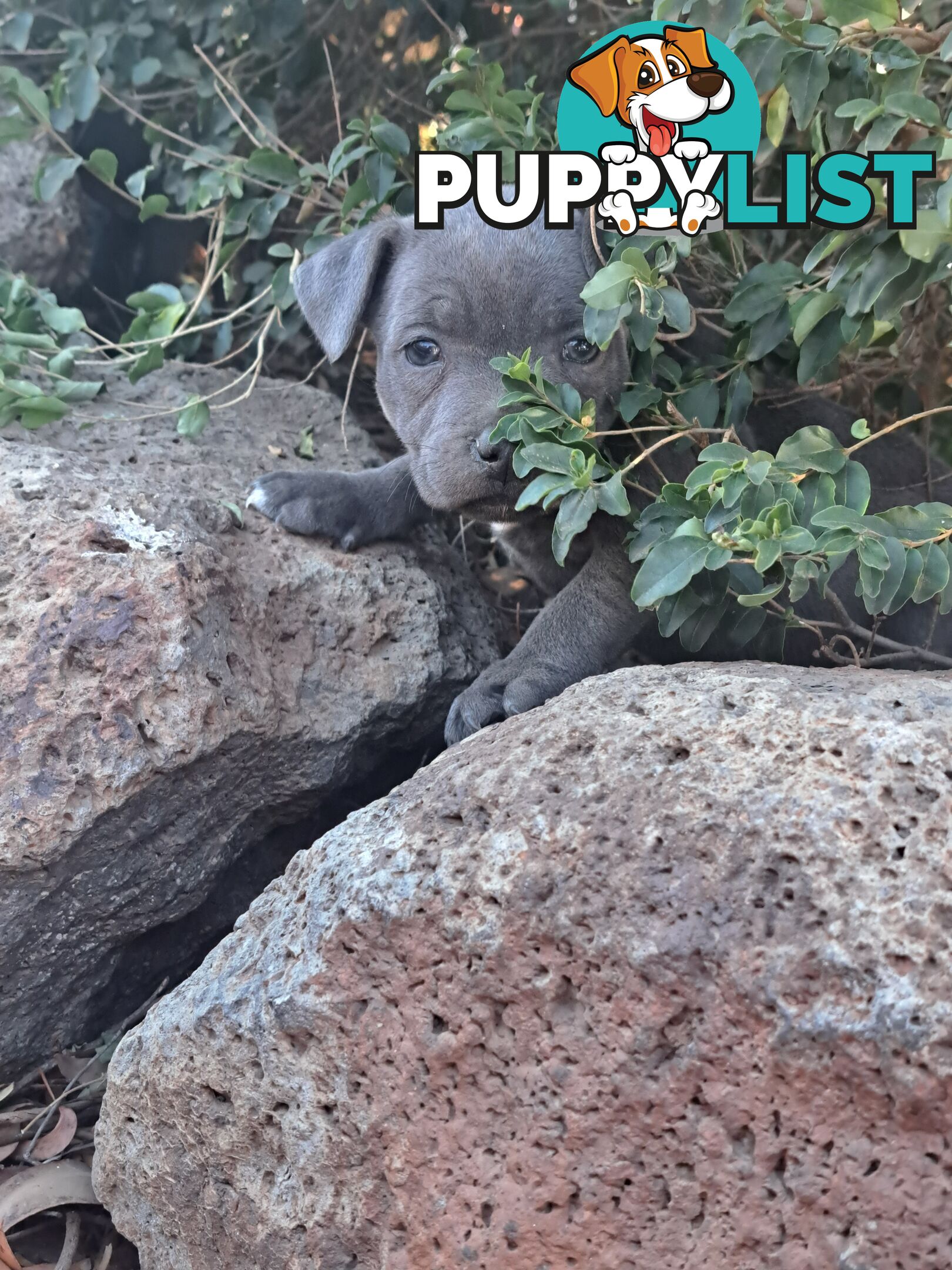 Blue english staffy puppies