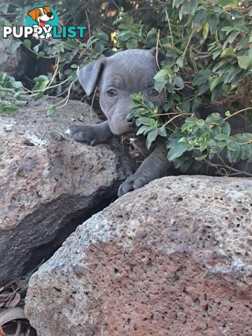 Blue english staffy puppies