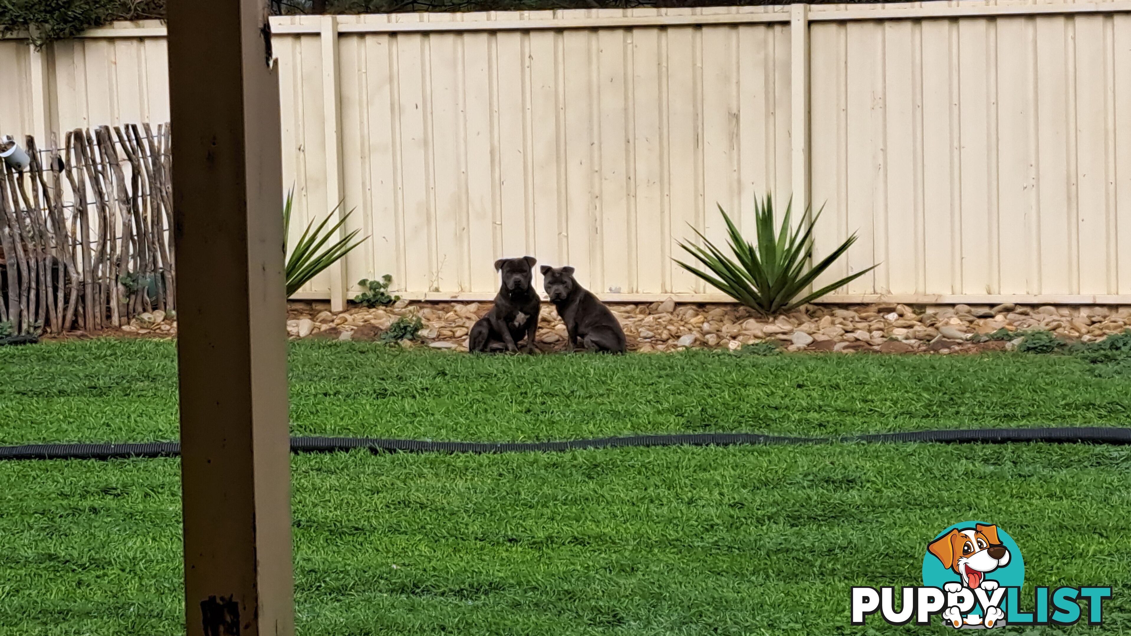 Blue english staffy puppies