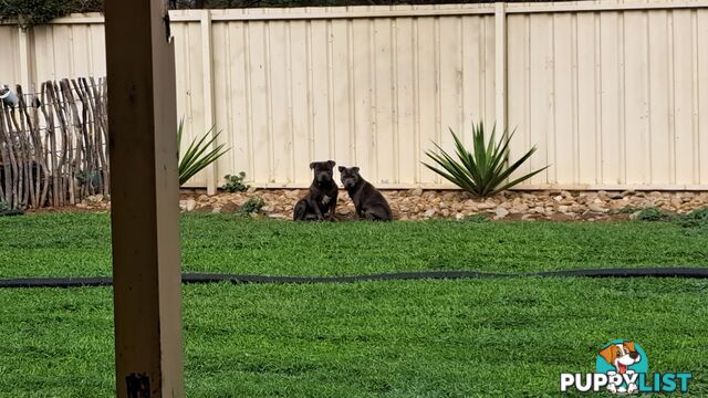 Blue english staffy puppies