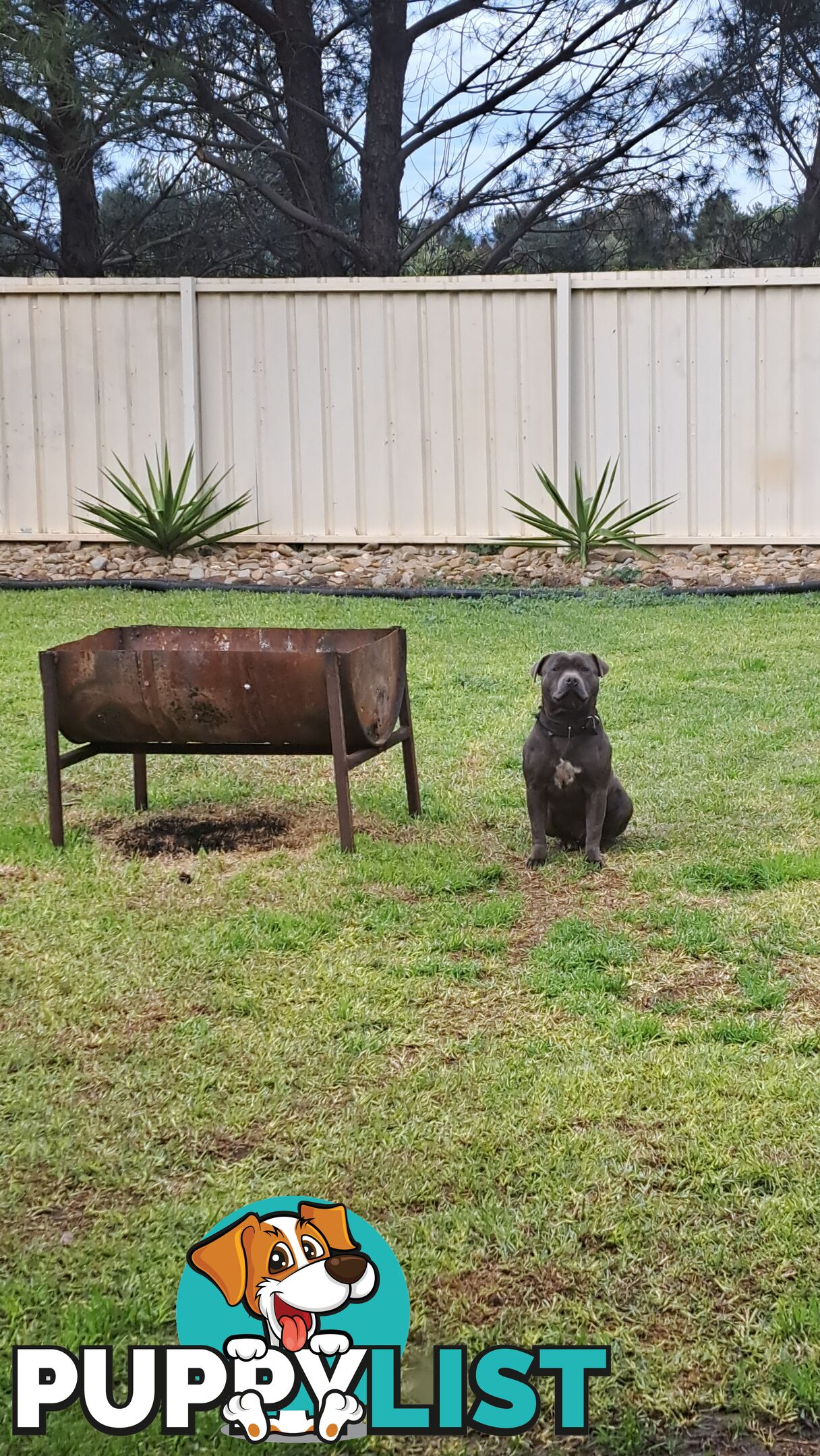 Blue english staffy puppies