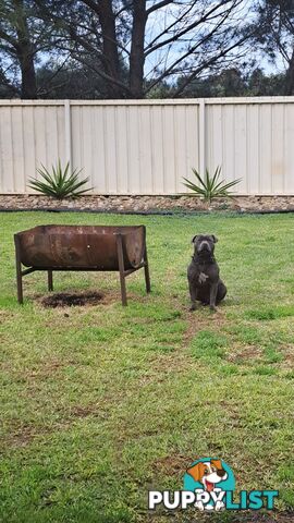 Blue english staffy puppies