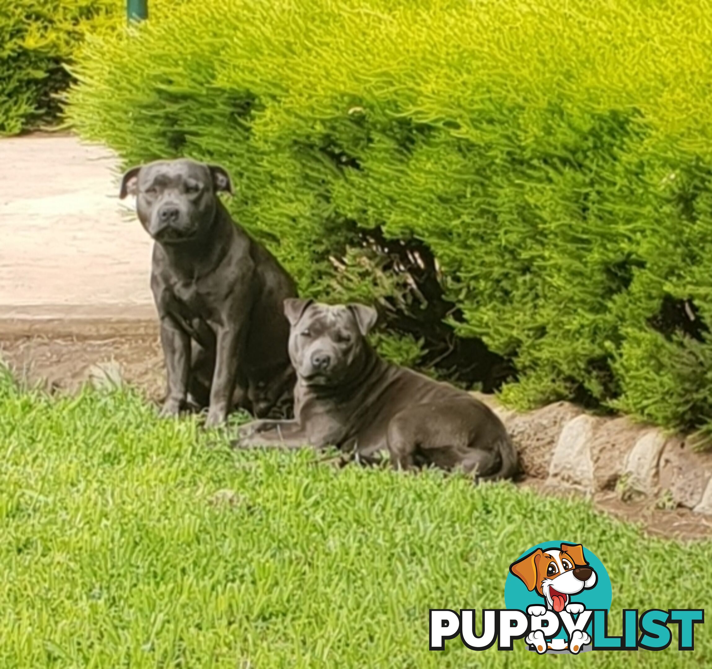 Blue english staffy puppies