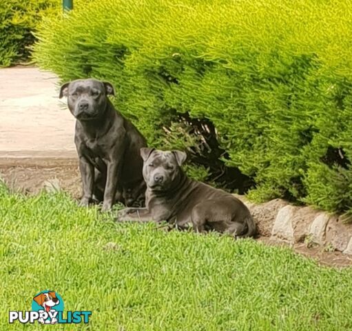 Blue english staffy puppies