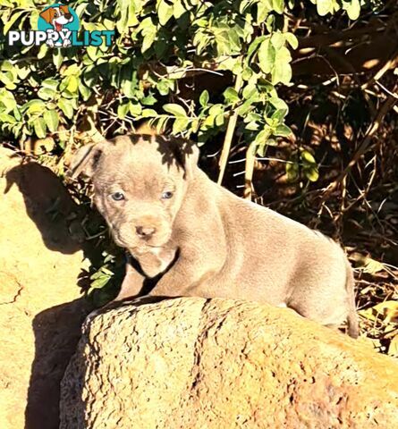 Blue english staffy puppies