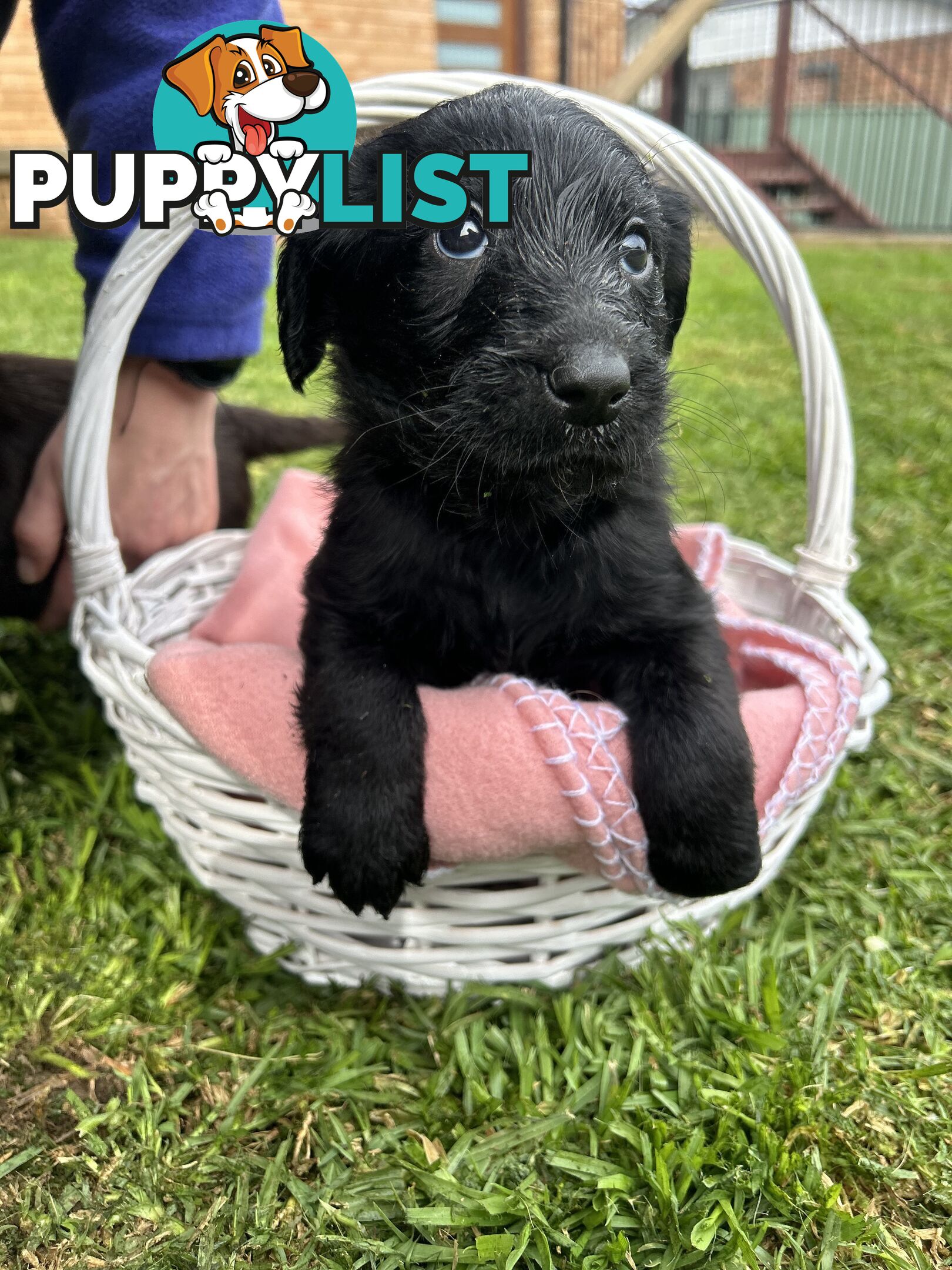 First Generation Standard Labradoodles