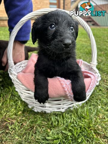 First Generation Standard Labradoodles