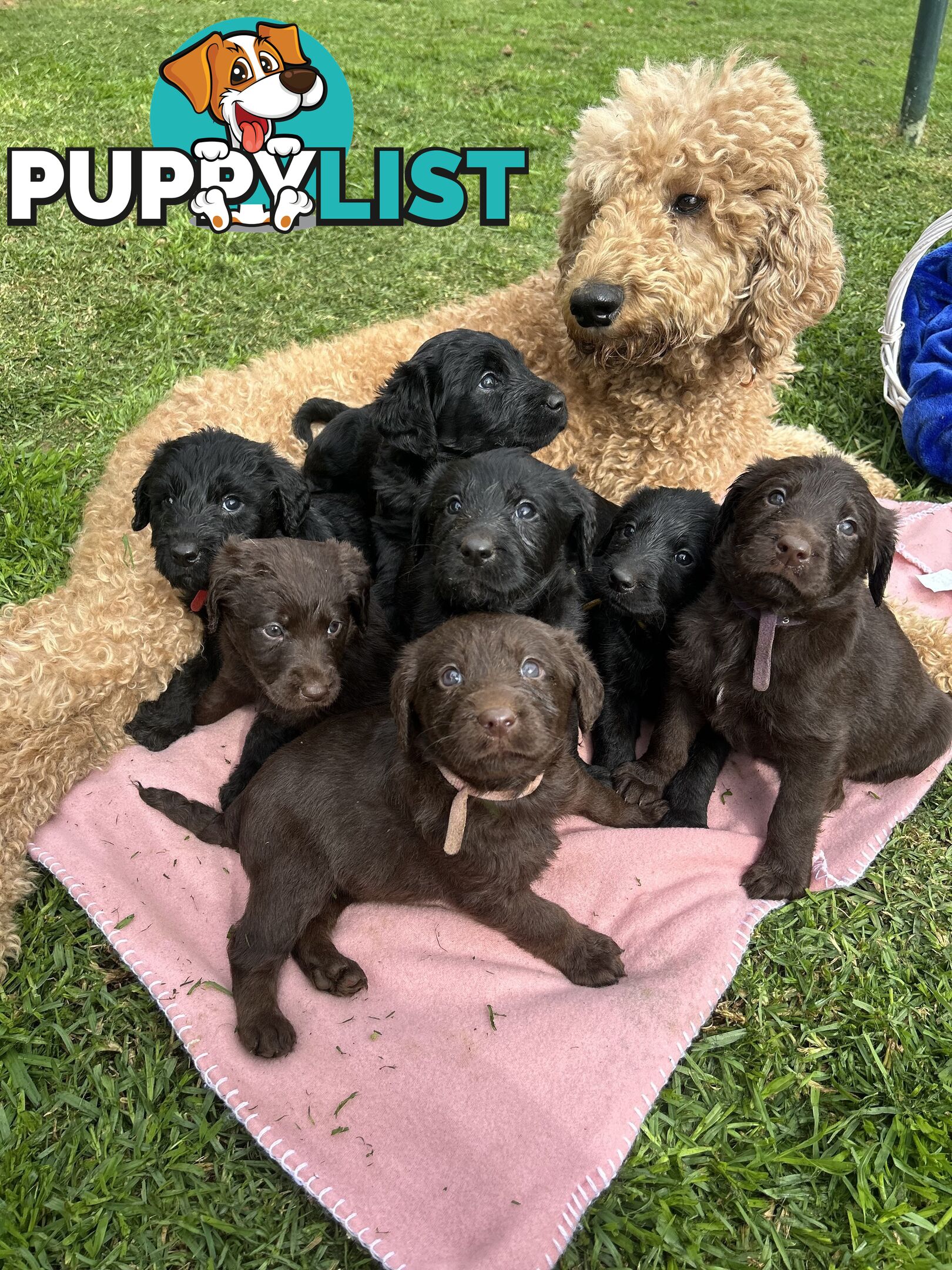 First Generation Standard Labradoodles