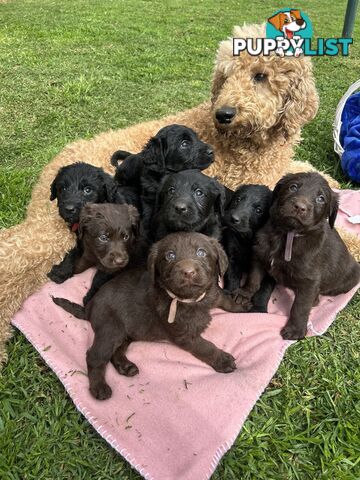 First Generation Standard Labradoodles