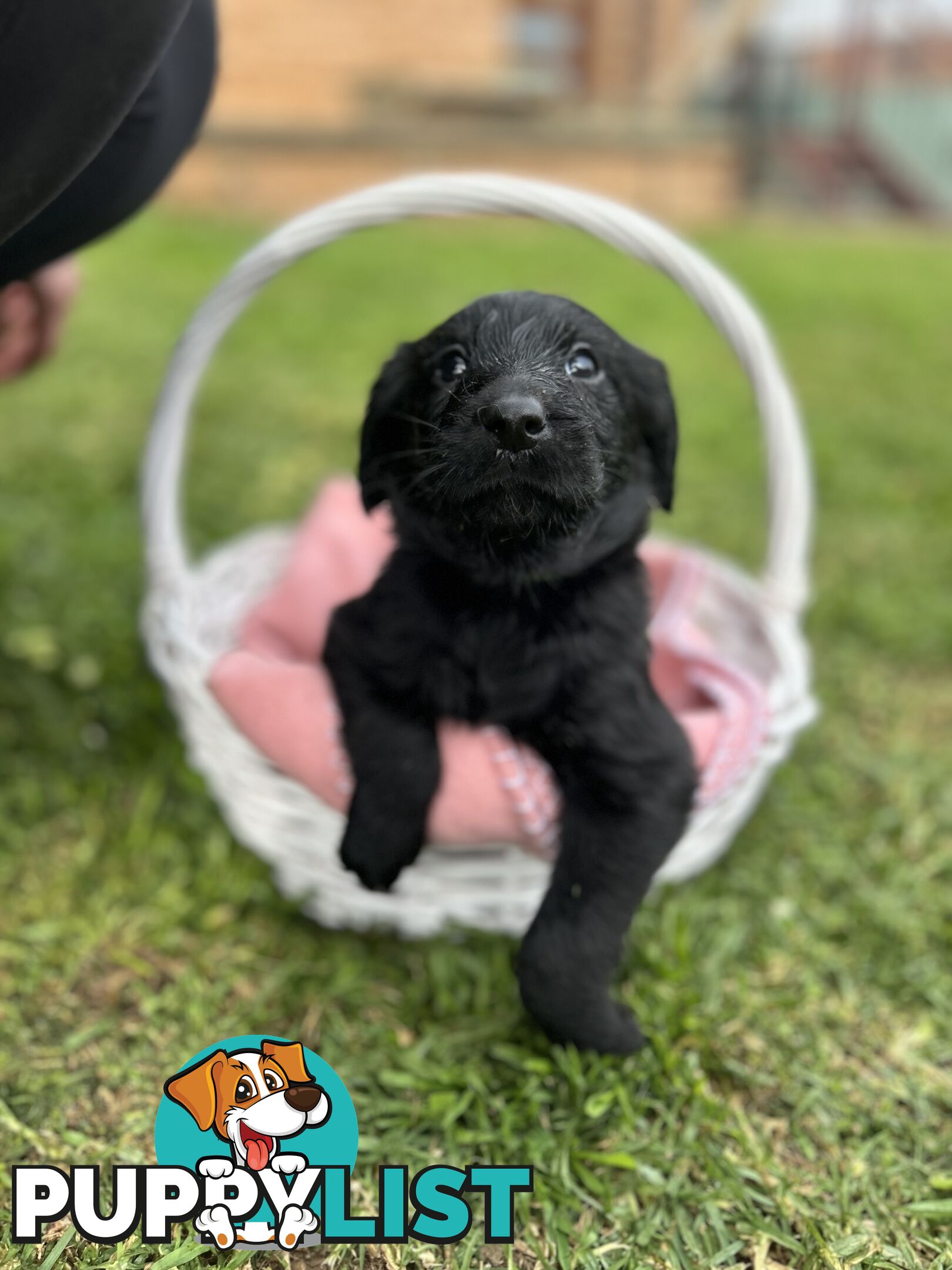 First Generation Standard Labradoodles