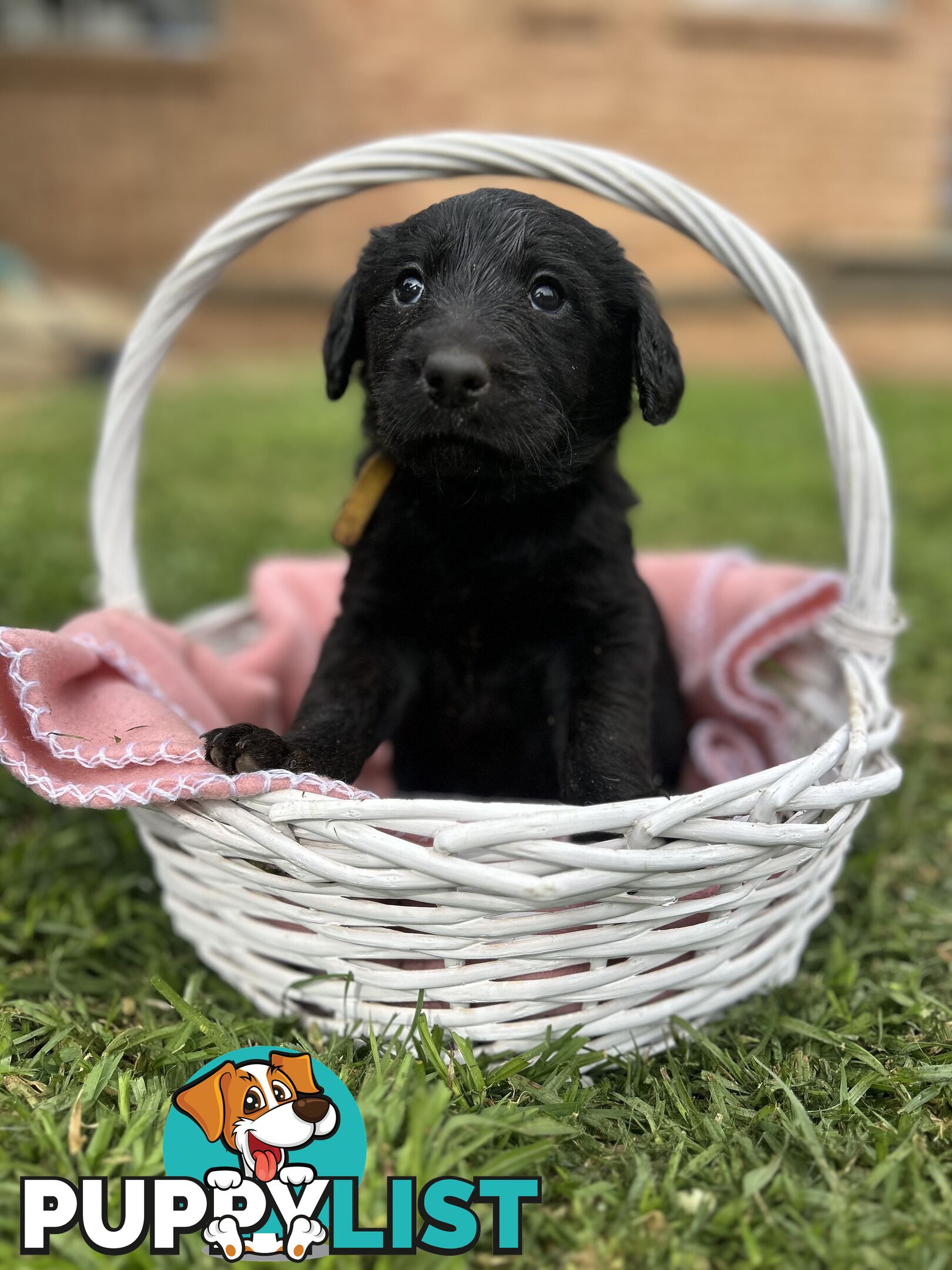 First Generation Standard Labradoodles