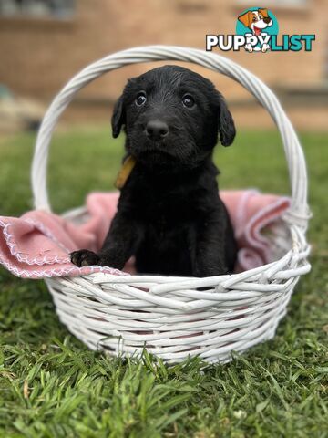 First Generation Standard Labradoodles